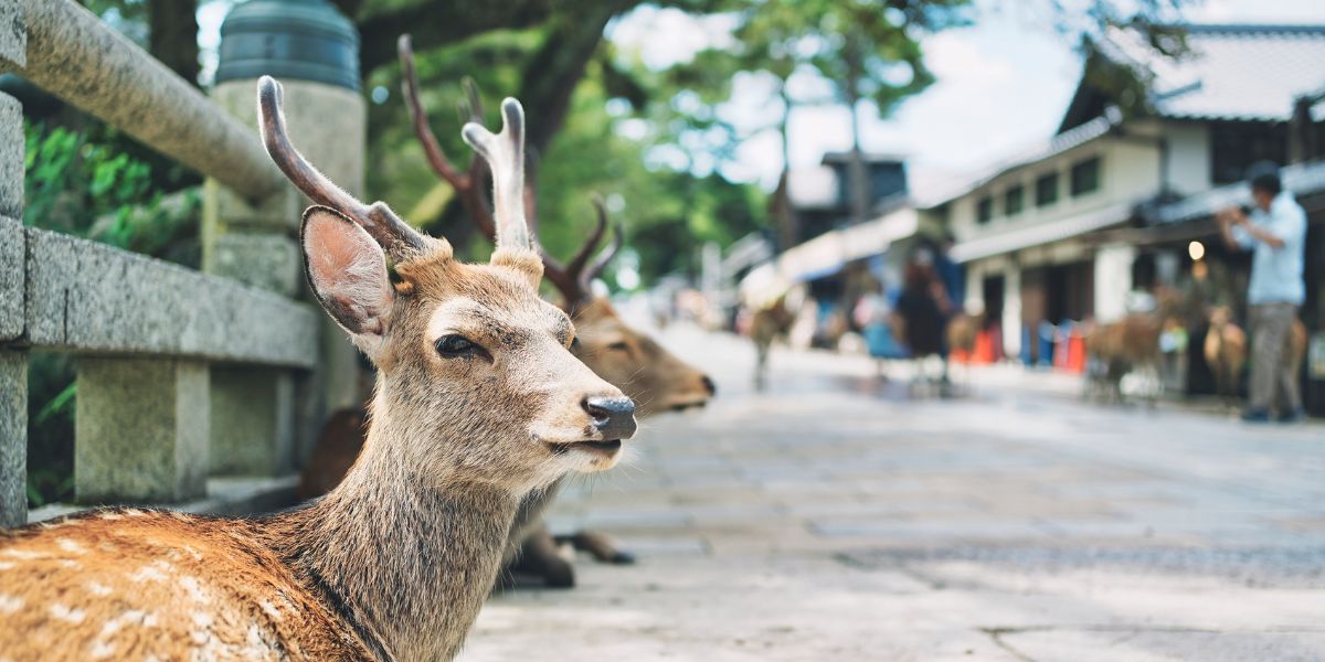 Discover the Charm of Nara, Japan