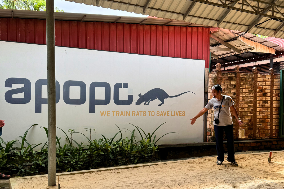 Visiting the Hero Rats at the APOPO Center in Siem Reap